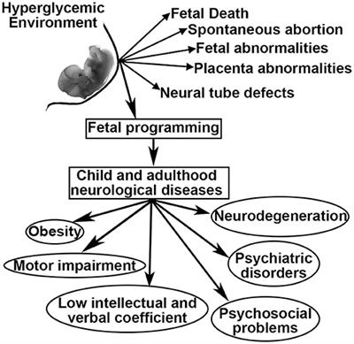 Maternal Diabetes and Fetal Programming Toward Neurological Diseases: Beyond Neural Tube Defects